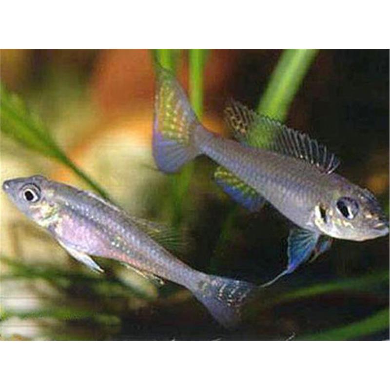 Biotoecus opercularis - imagine 4